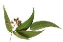 Sentiotec Dampfbadduft Eucalyptus