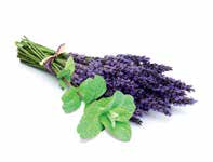 Sentiotec Dampfbadduft Lavendel-Melisse | klimaworld.com